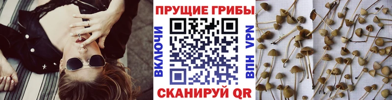 Галлюциногенные грибы мицелий  Кадников 